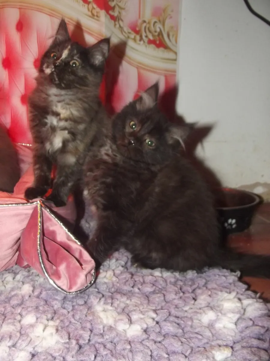 Ragcoon kittens x 2 ❤️ - Image 4