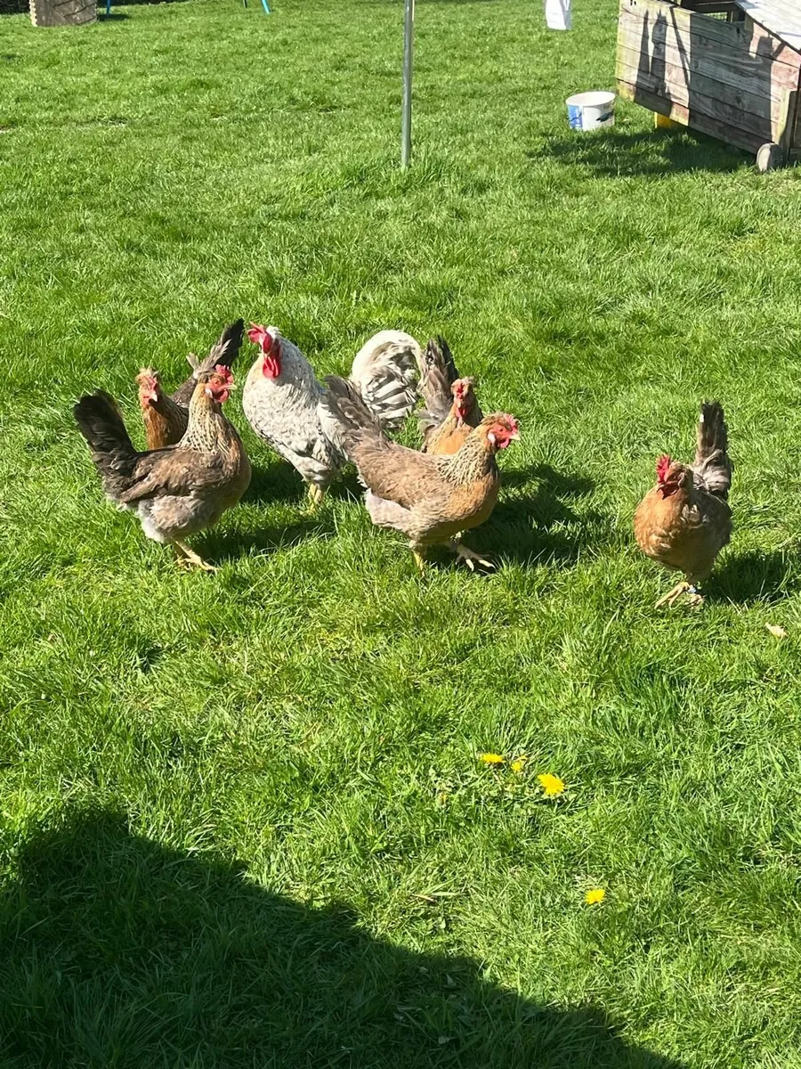 Purebred Poultry - Image 4