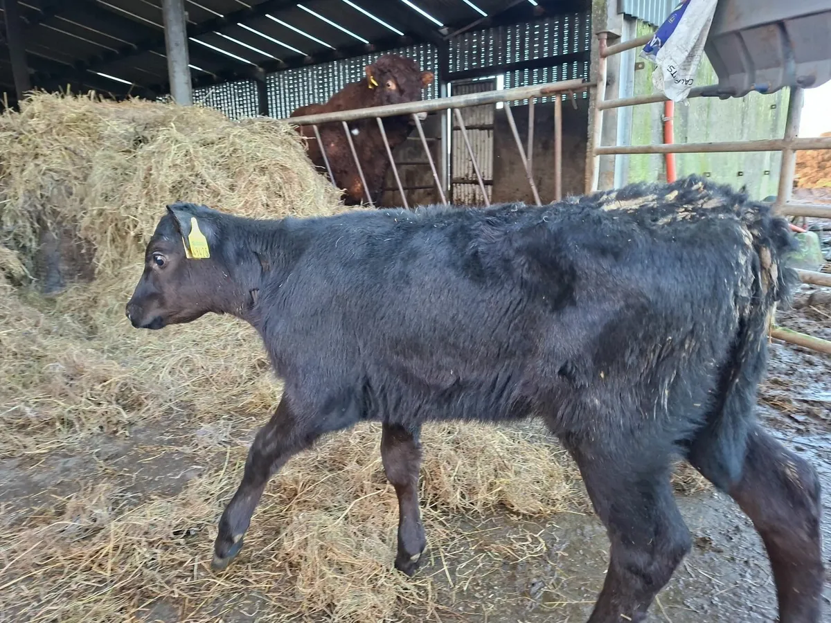 Limousine and Angus  Heifer  Calves - Image 1