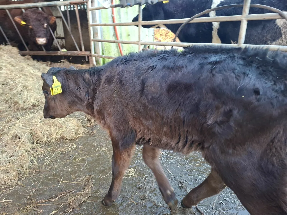 Limousine and Angus  Heifer  Calves - Image 2