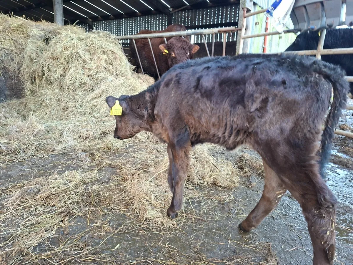 Limousine and Angus  Heifer  Calves - Image 3