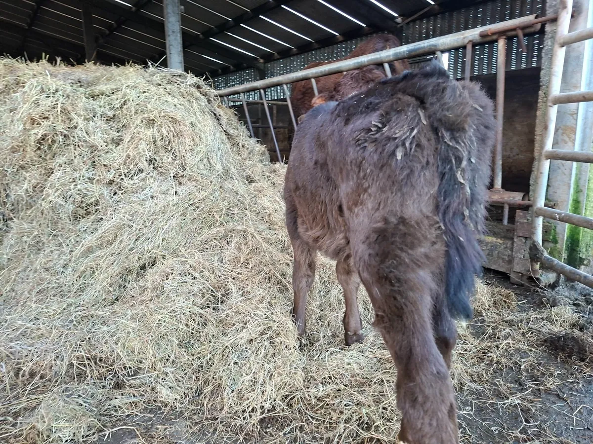 Limousine and Angus  Heifer  Calves - Image 4