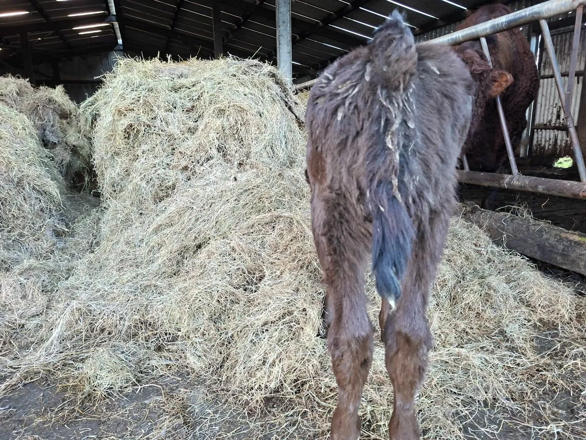 Limousine  Heifer  Calf - Image 3