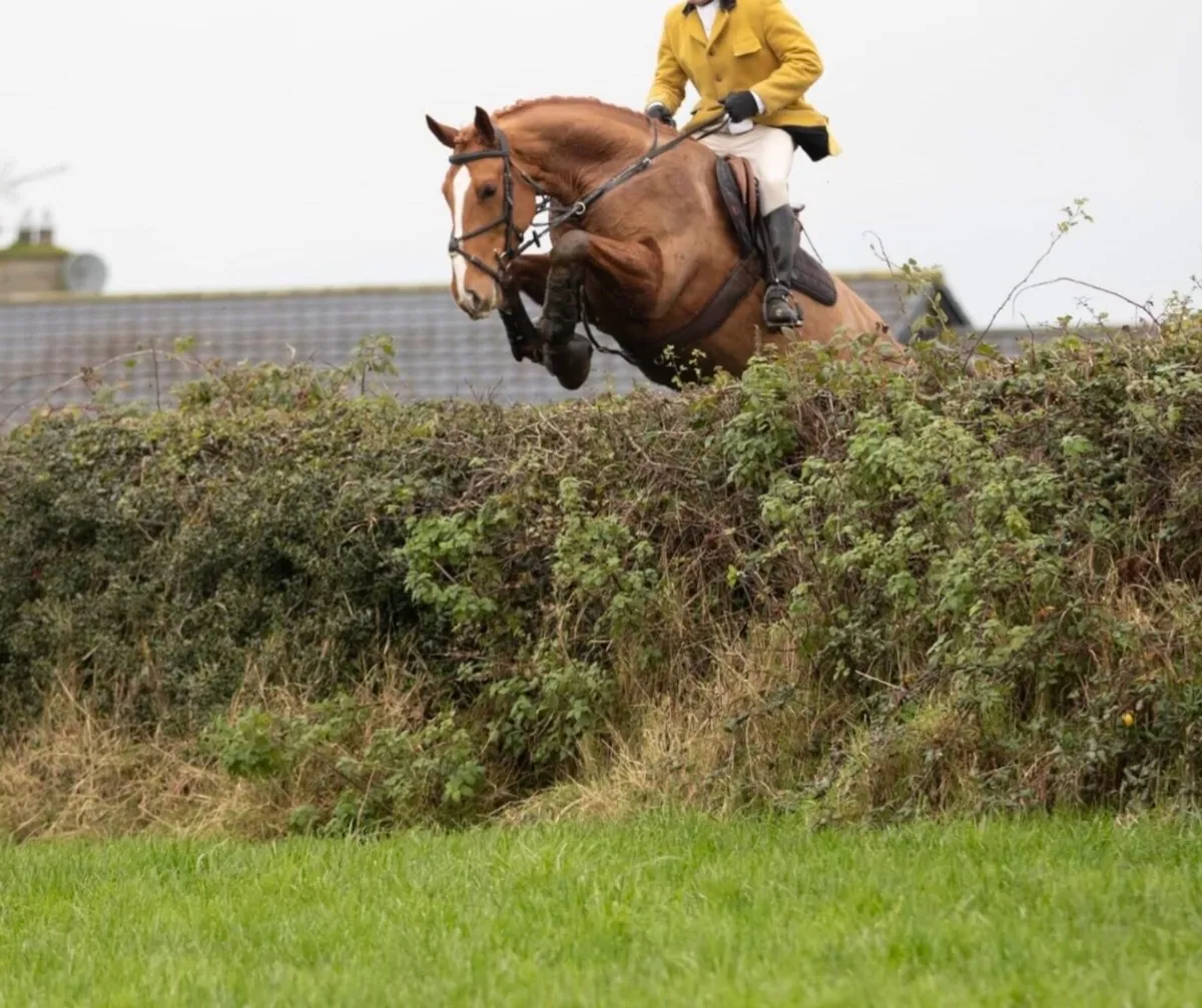 Quality ISH Gelding - Image 1