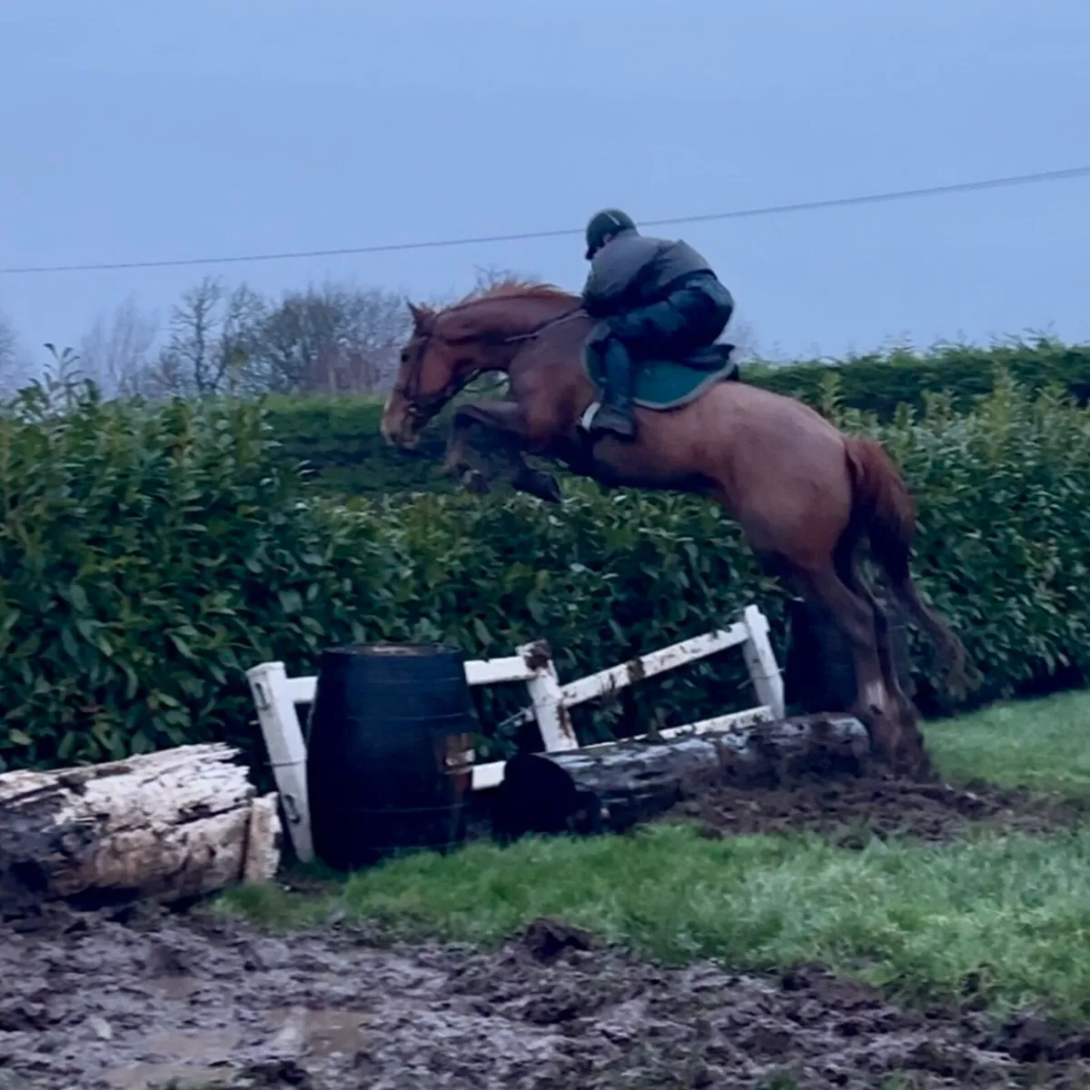 Quality ISH Gelding - Image 2