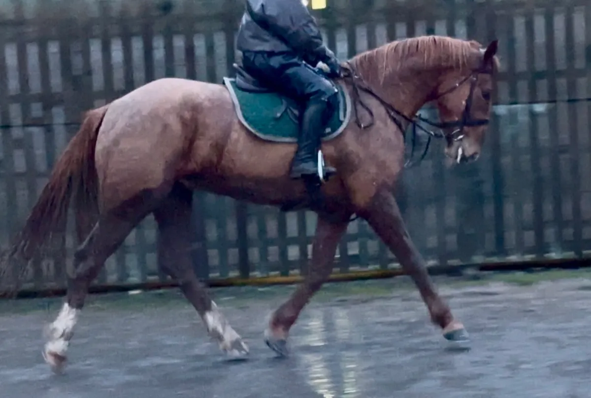 Quality ISH Gelding - Image 3