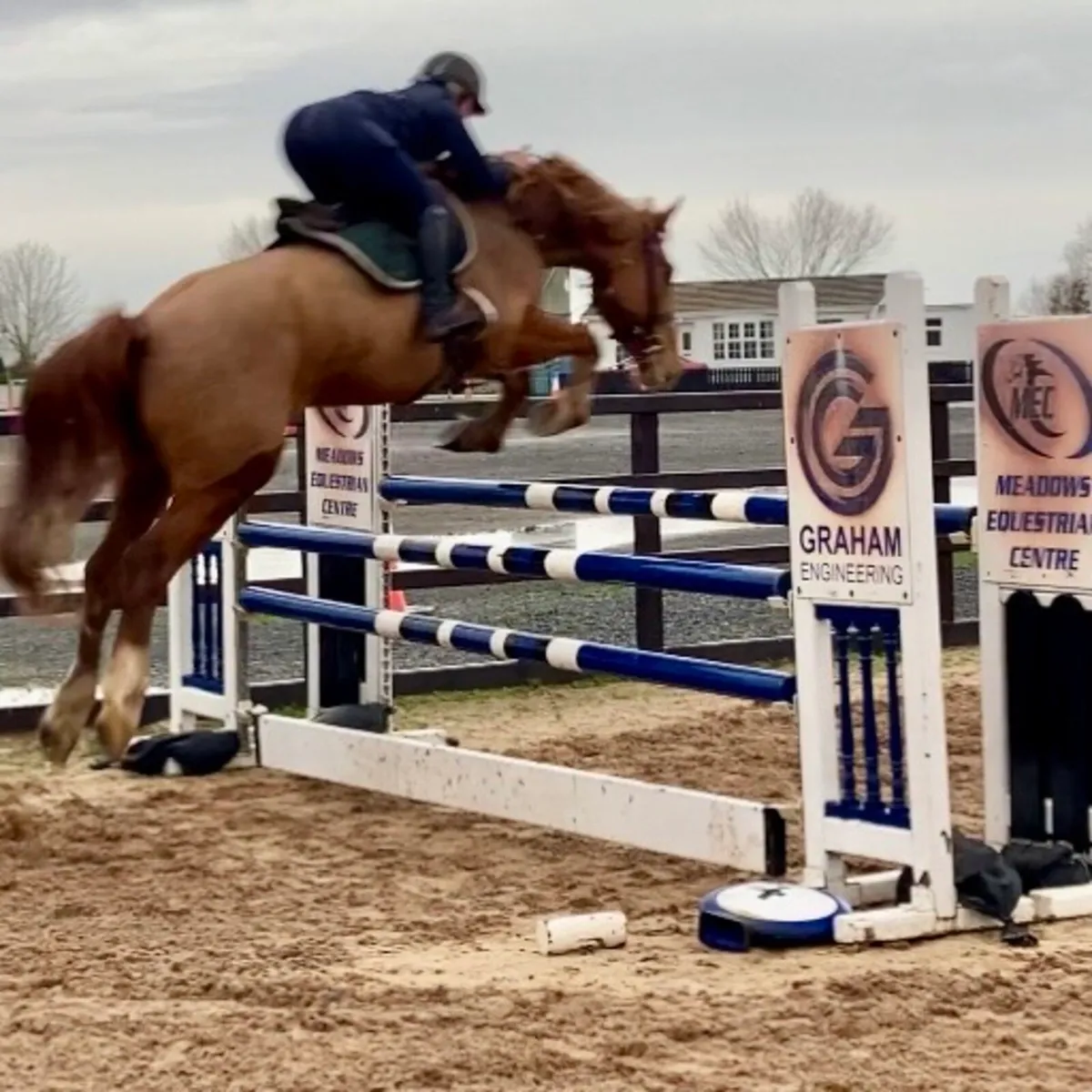 Quality ISH Gelding - Image 4