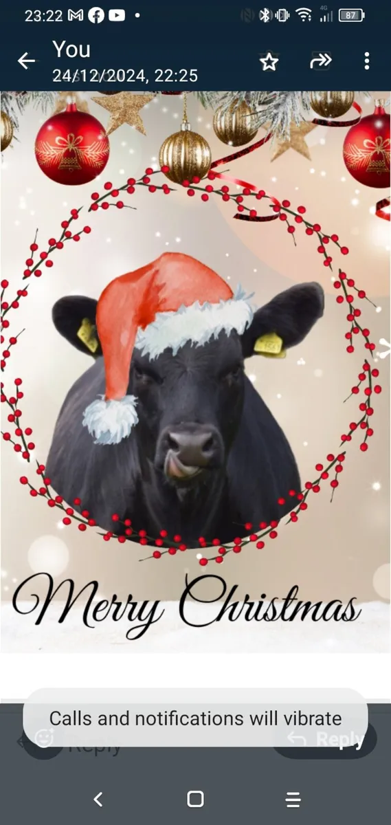 Pedigree Bulls & incalf Heifers for Christmas - Image 1