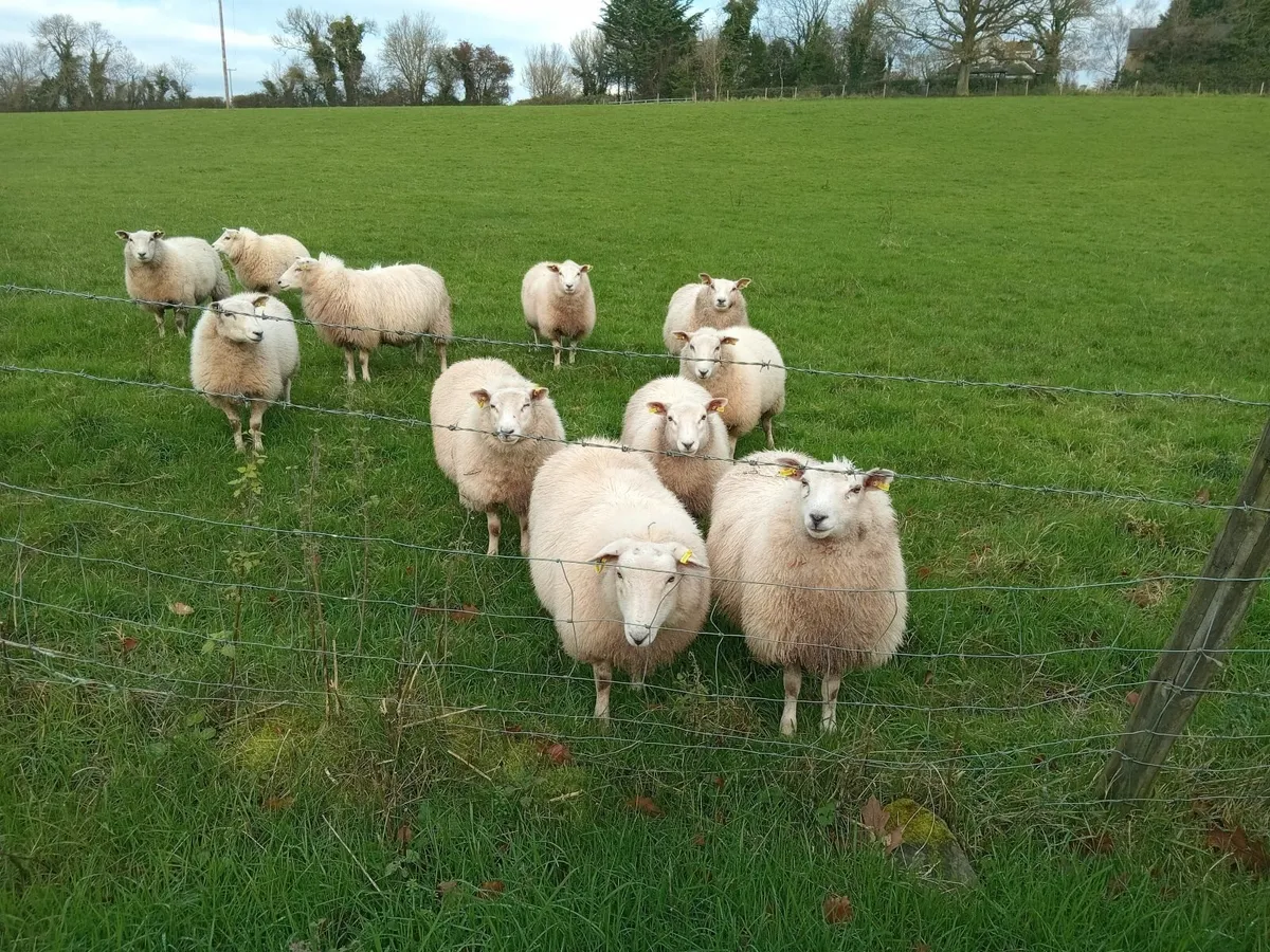 Belclare ewe lambs