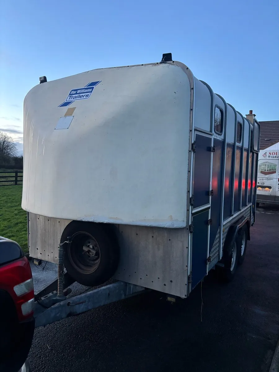 Iforwilliams jumbo - Image 2