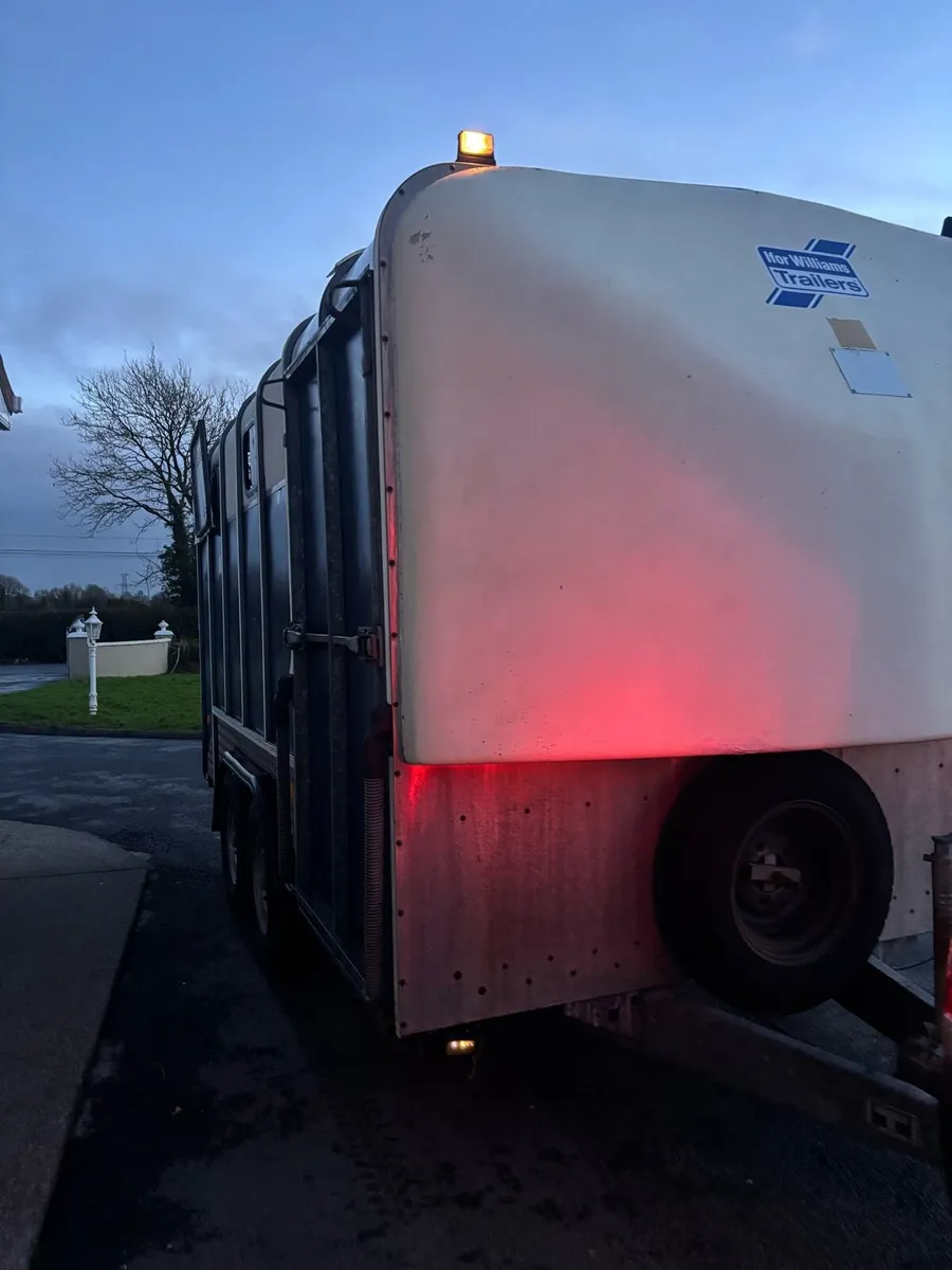 Iforwilliams jumbo - Image 3