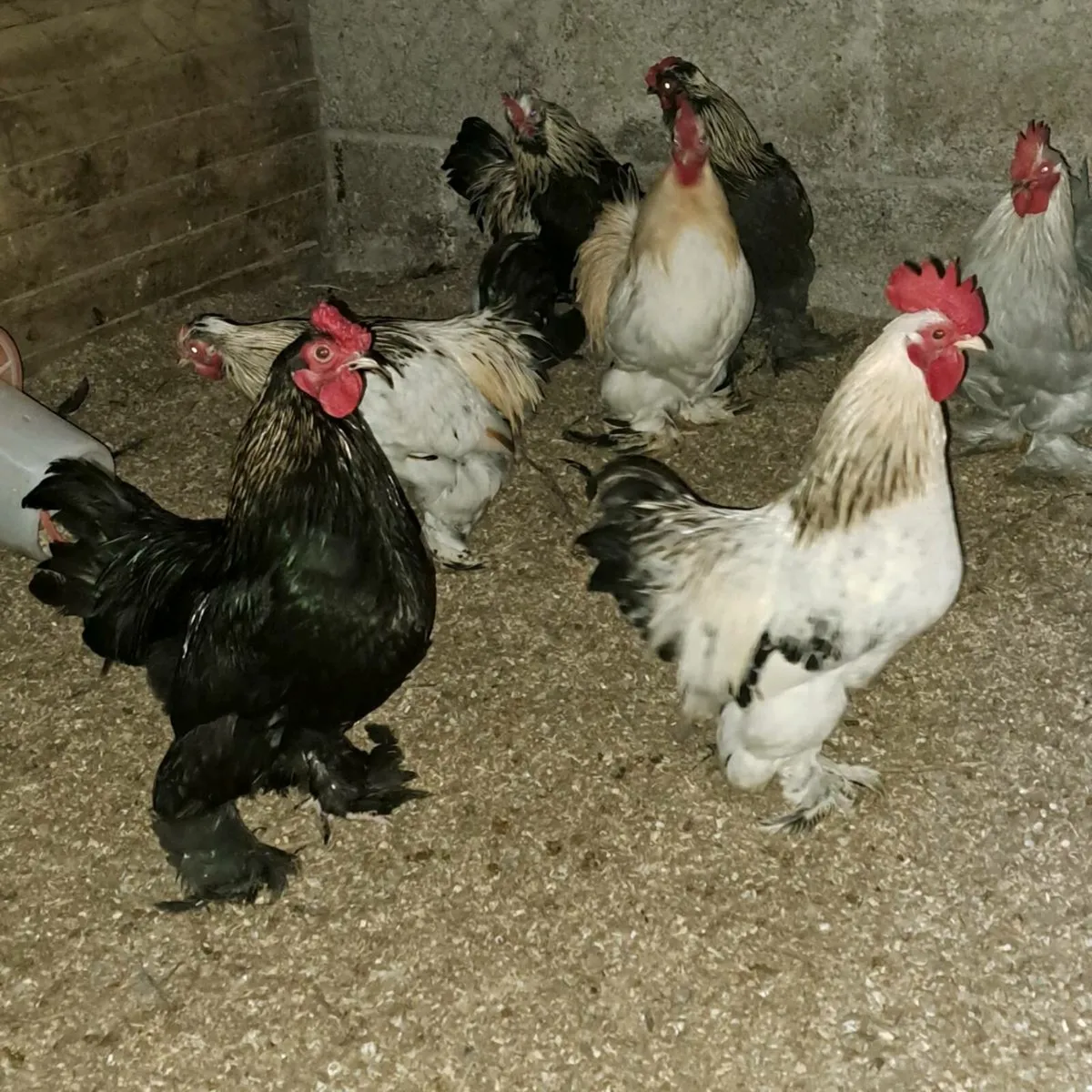 Pekins/Silkies/Pekin x silkie - Image 2