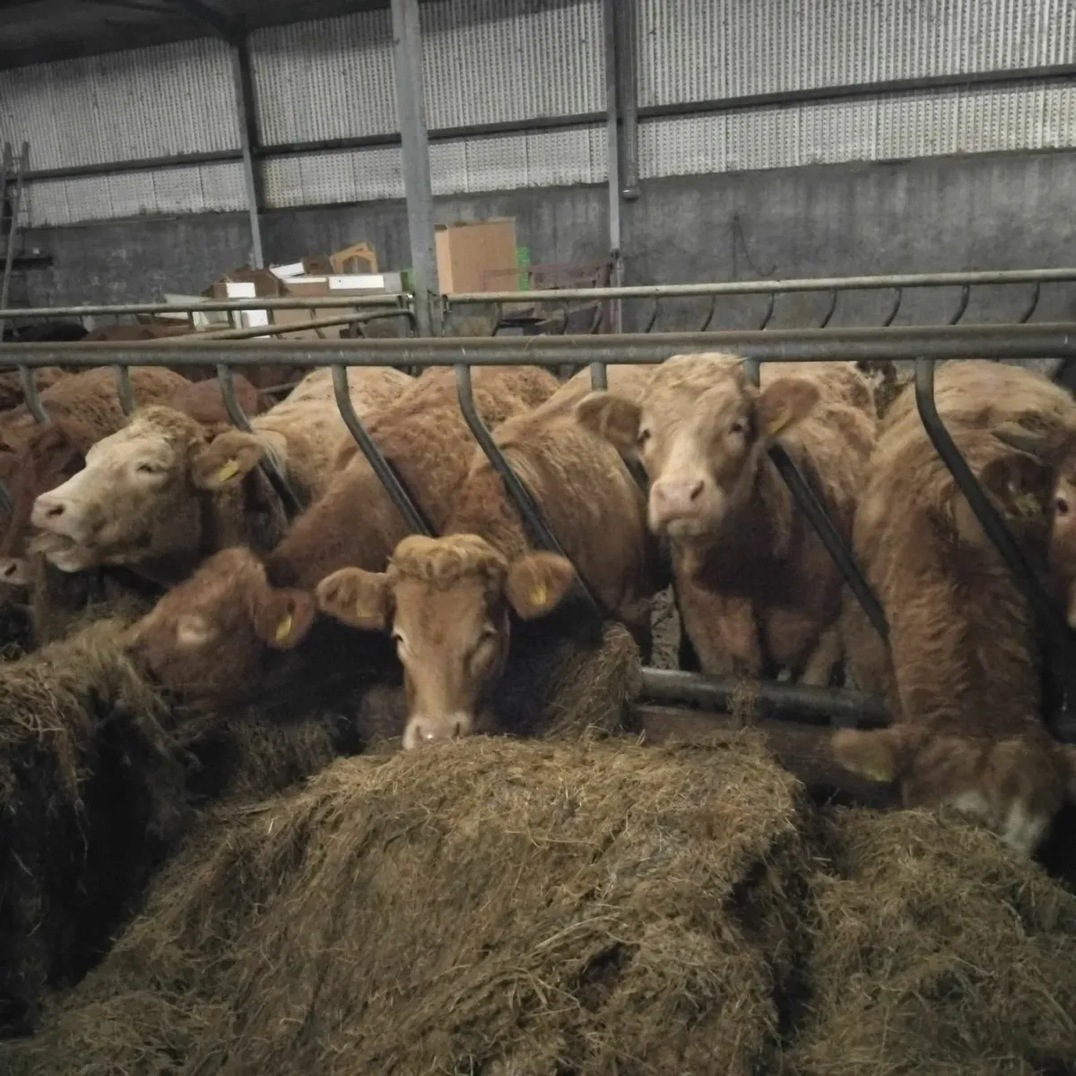 Continental Heifers - Image 1