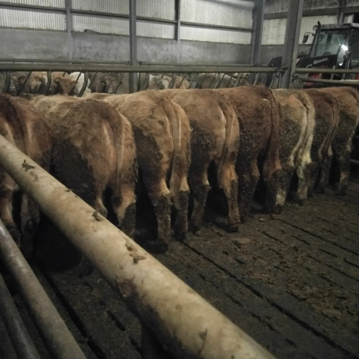 Continental Heifers - Image 2