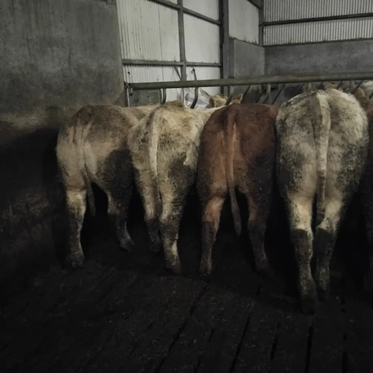 Continental Heifers - Image 3