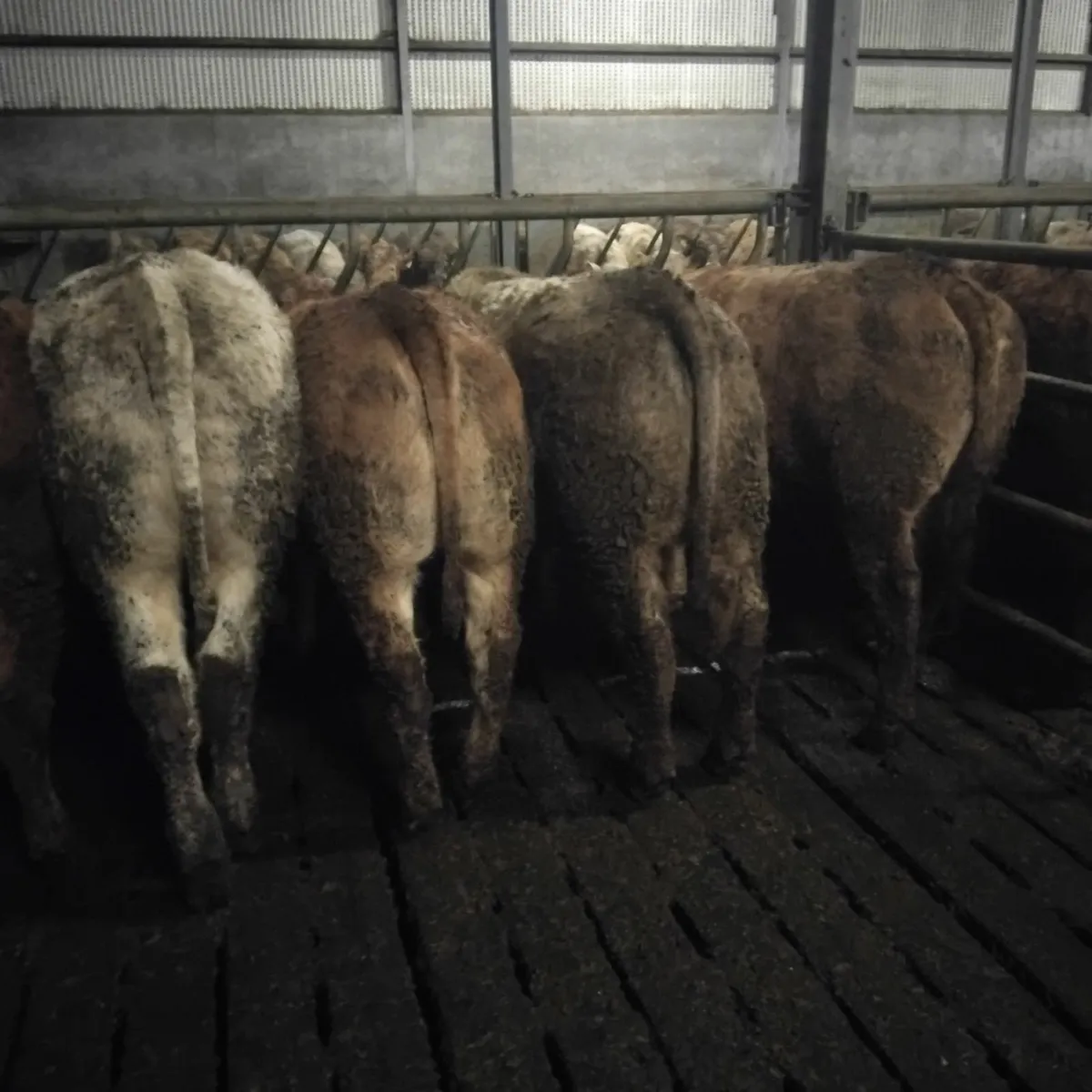 Continental Heifers - Image 4