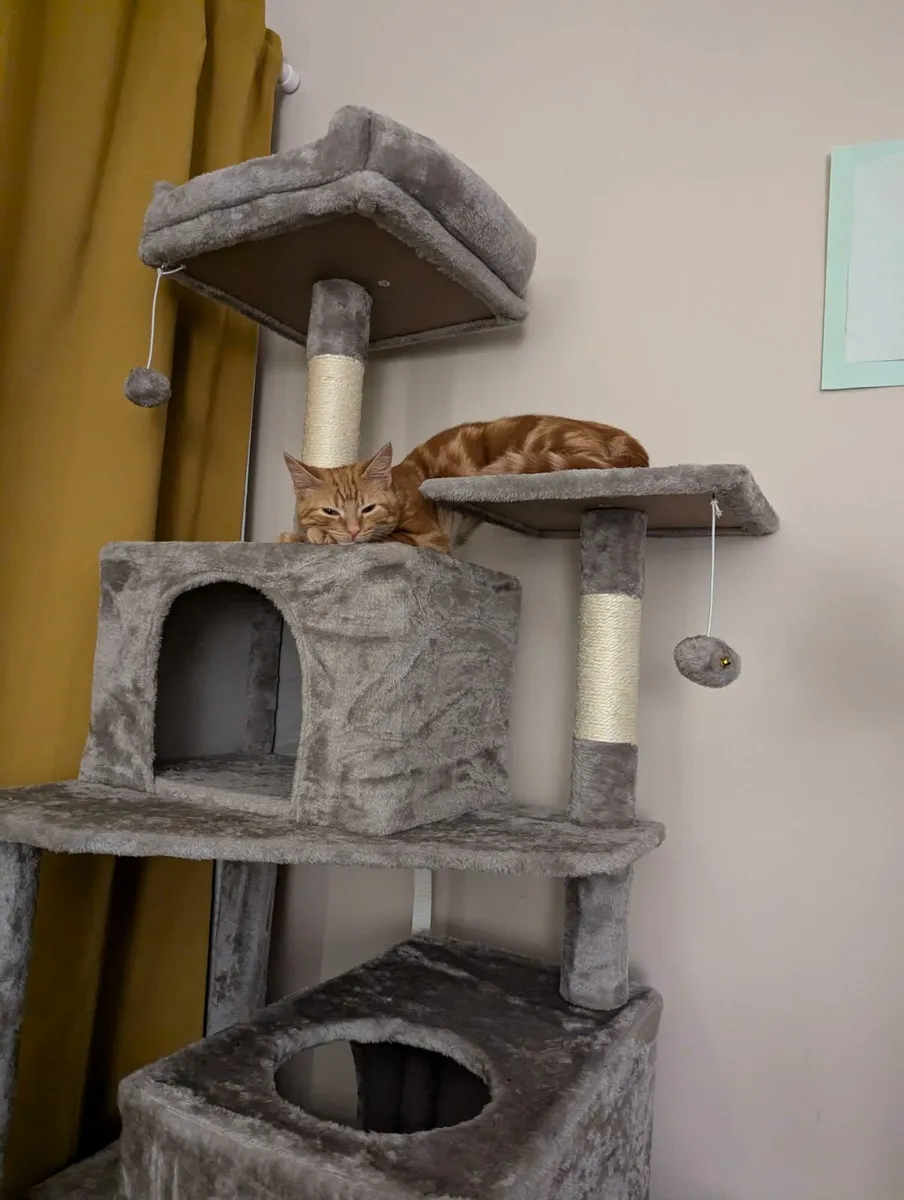 Cat Tree - Image 1