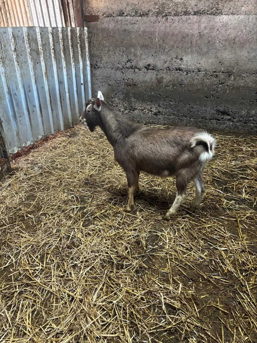 2 Male Goats - Image 1