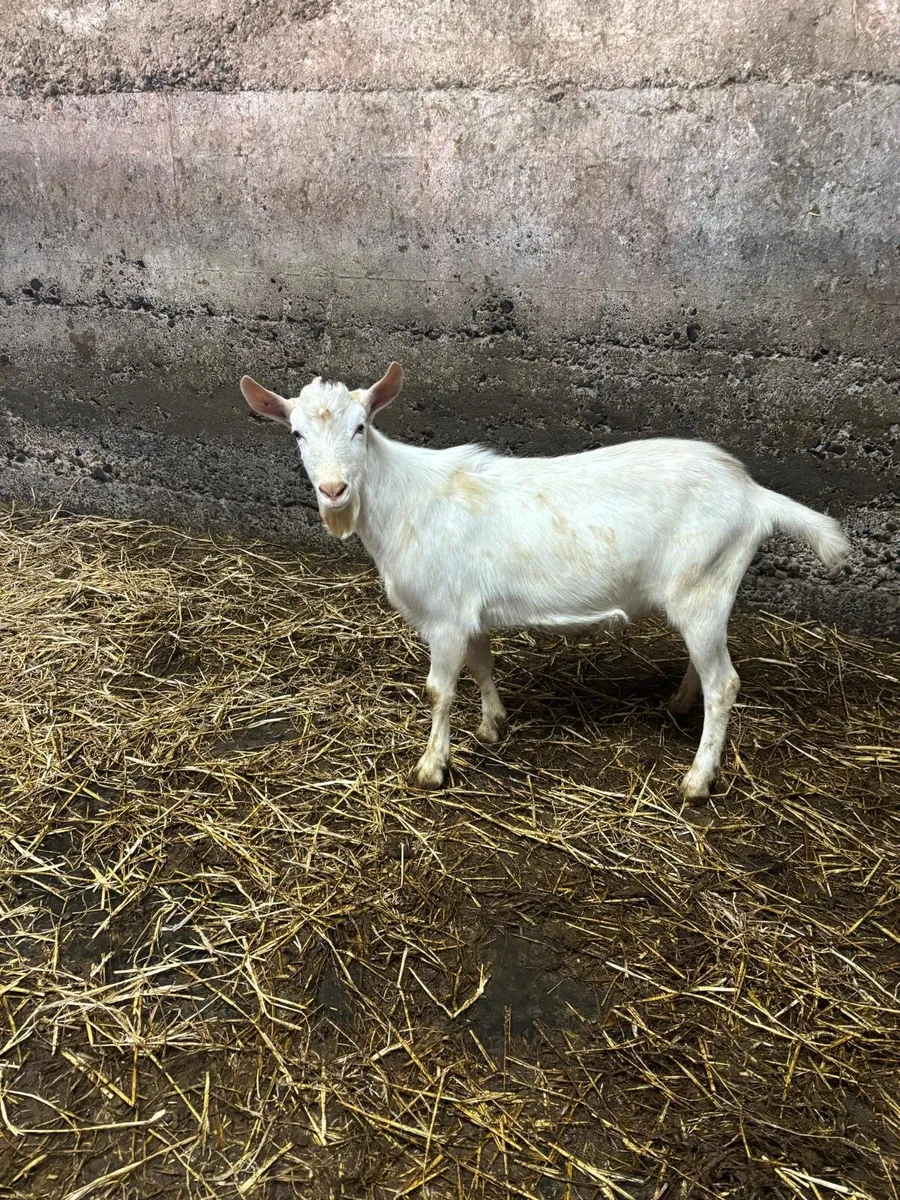 2 Male Goats - Image 2