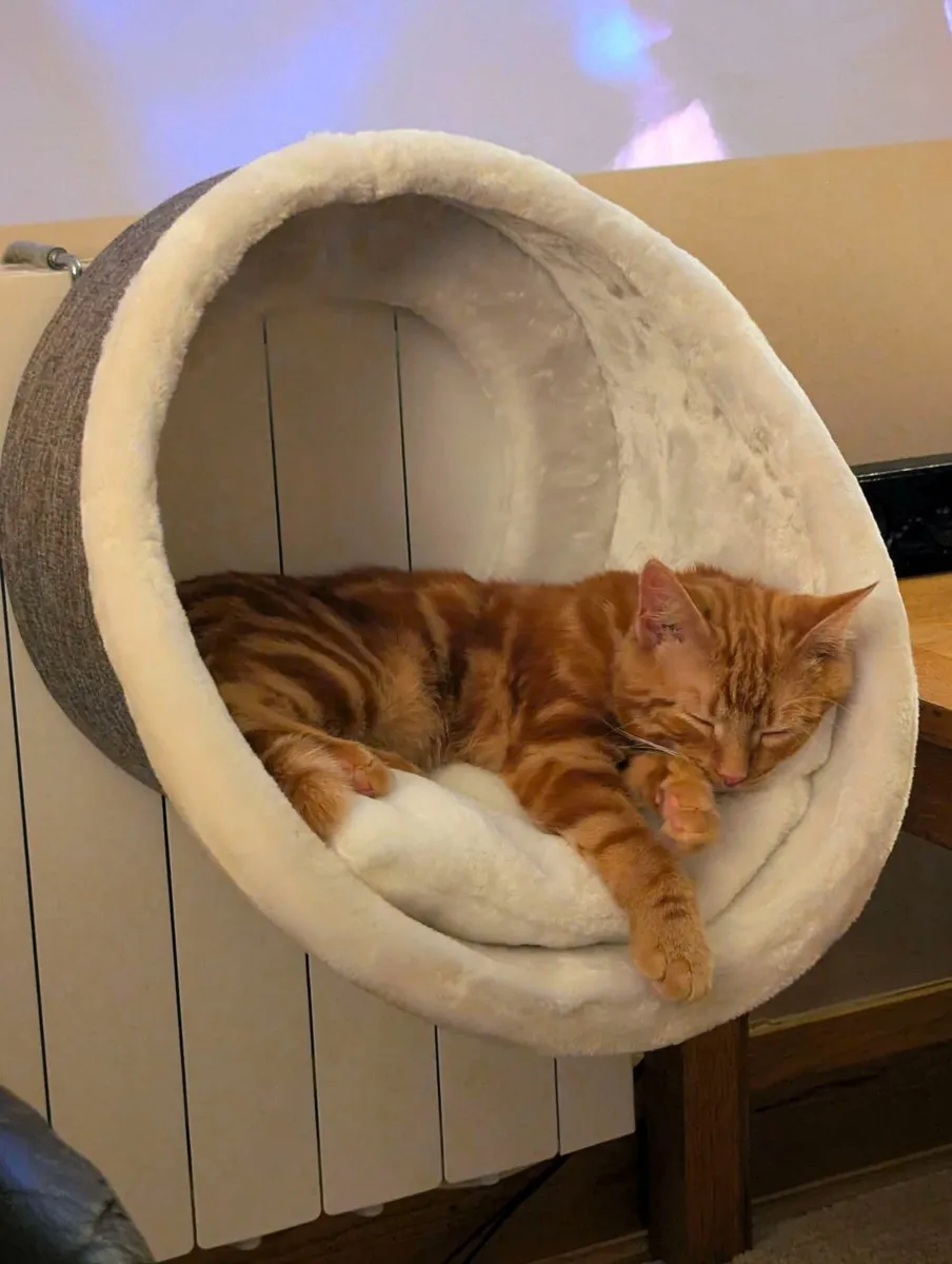 Cat Radiator Bed - Image 1