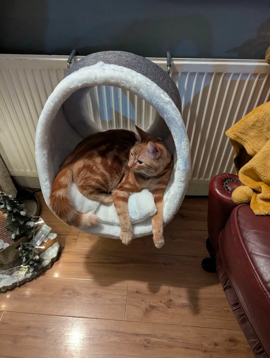 Cat Radiator Bed - Image 2