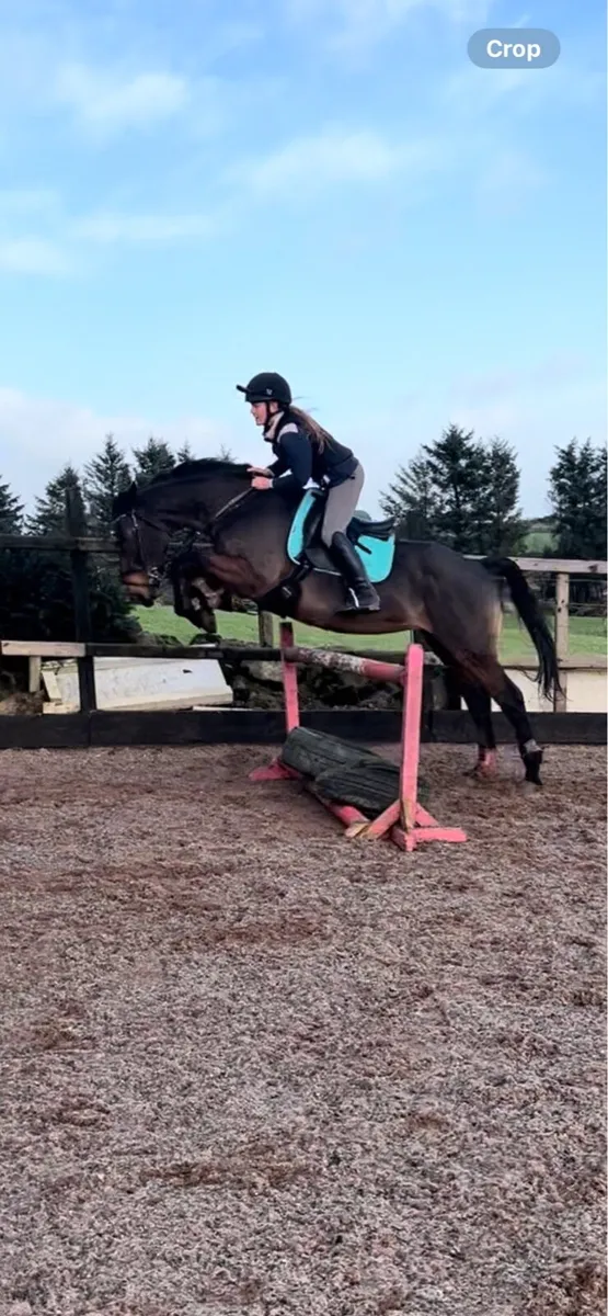 Alrounder mare - Image 1