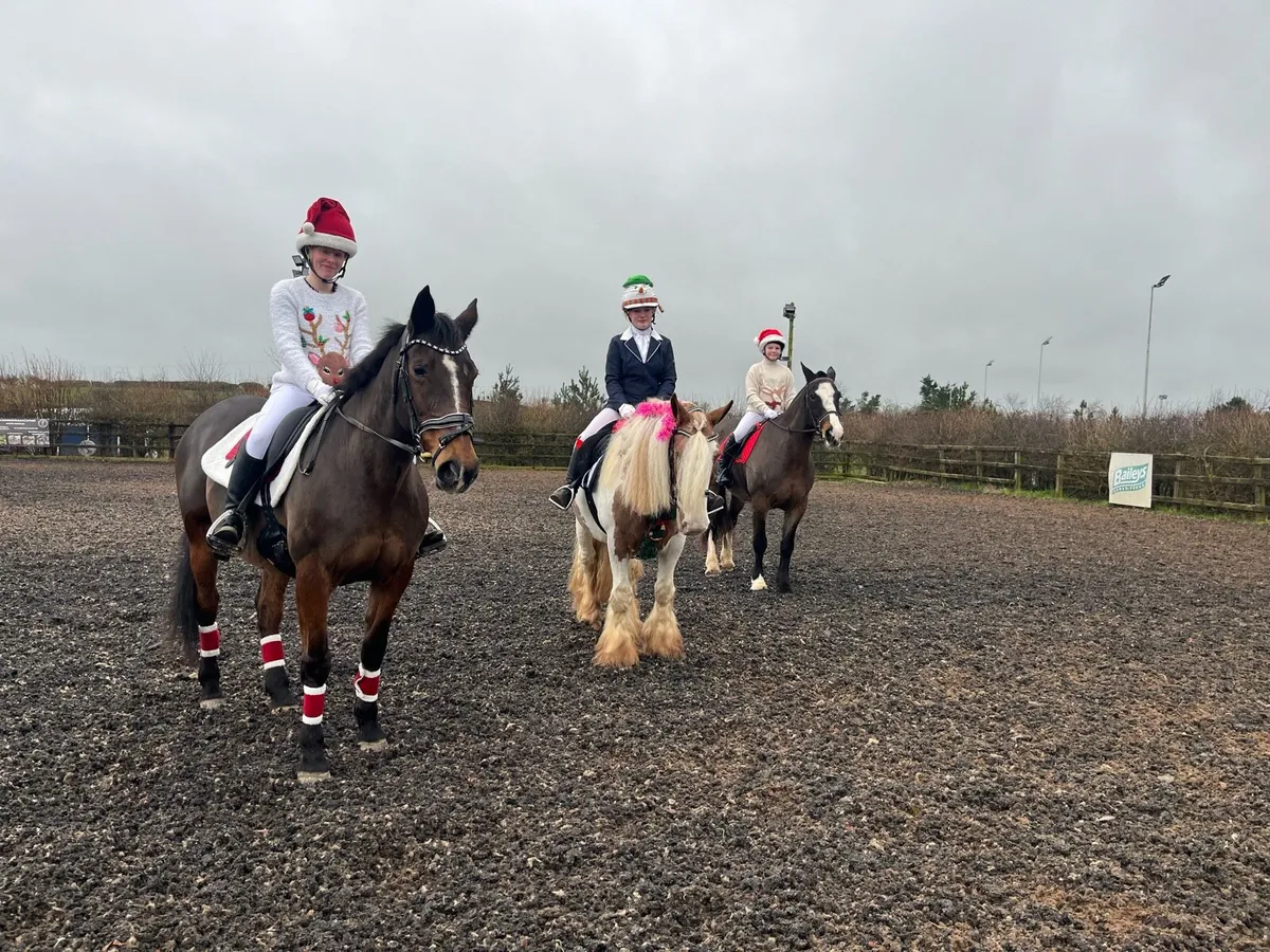 Alrounder mare - Image 3