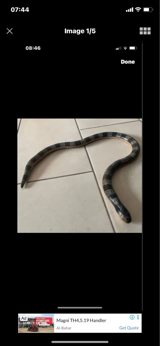 Hand Carved Movable Snake Sculpture - Image 1