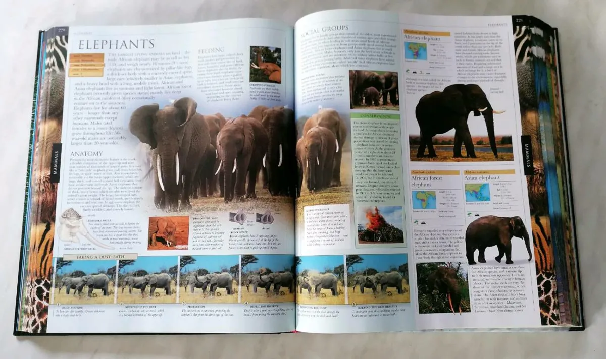 Animal BOOK - Image 3