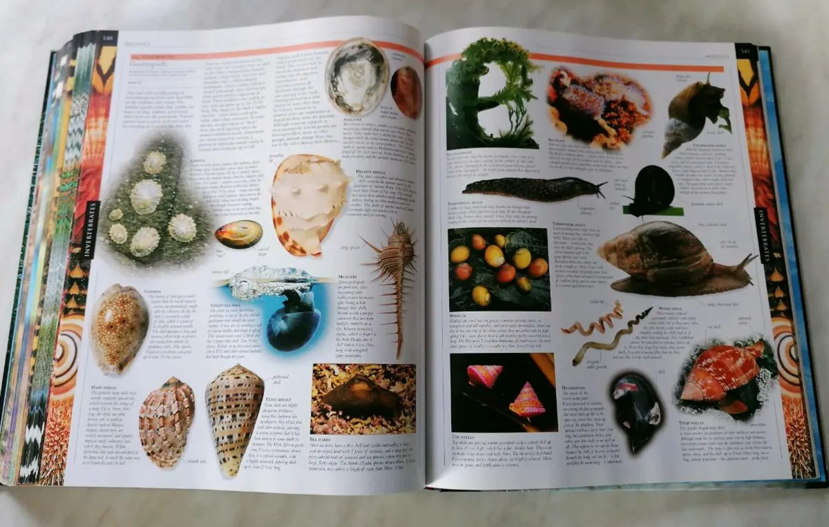 Animal BOOK - Image 4