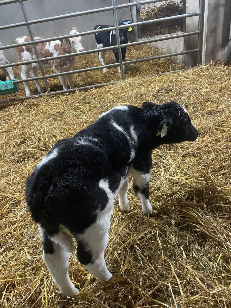 Calves - Image 1