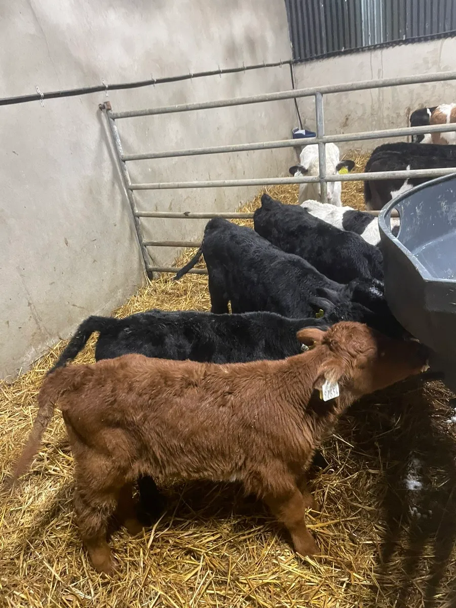Calves - Image 2