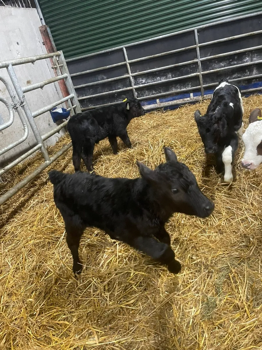 Calves - Image 3