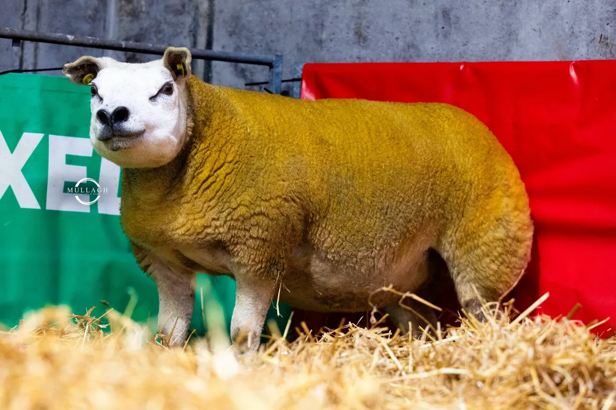 Donegal Dazzlers Texel Online sale - Image 3