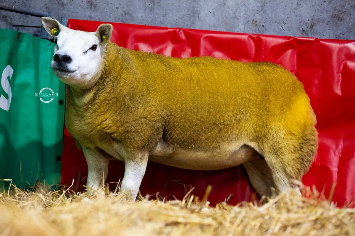 Donegal Dazzlers Texel Online sale - Image 4