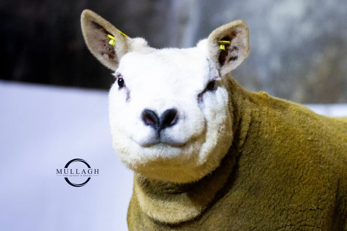 Donegal Dazzlers Texel Online sale - Image 1