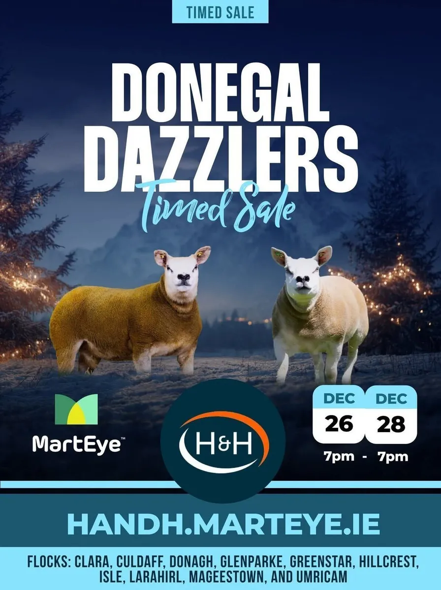 Donegal Dazzlers Texel Online sale - Image 2