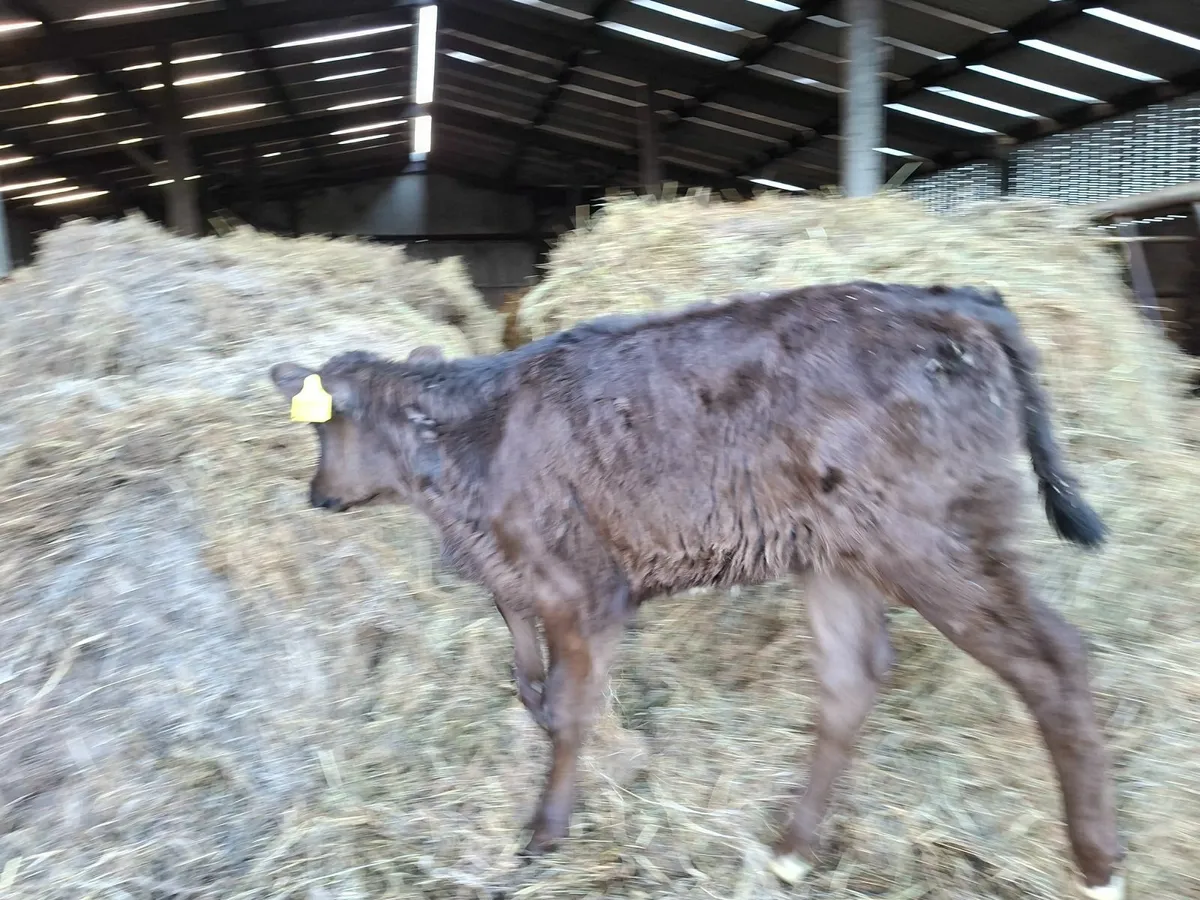 Limousine  Heifer  Calf - Image 4