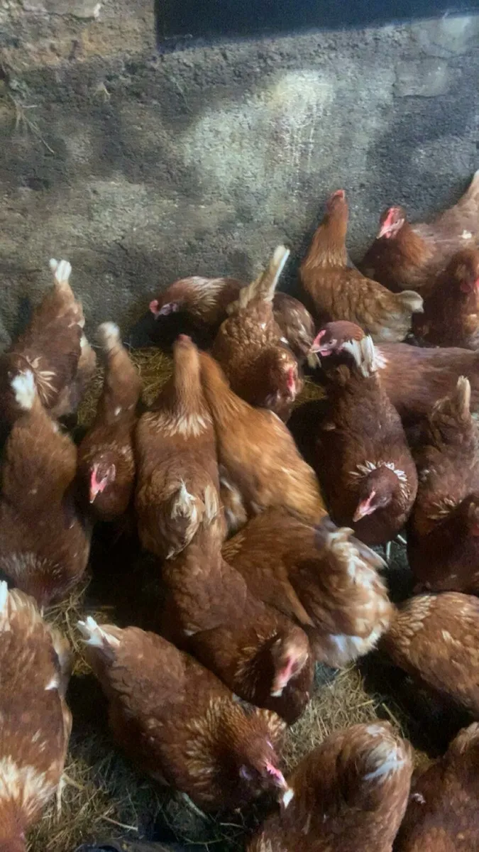 Savage laying hens - Image 2