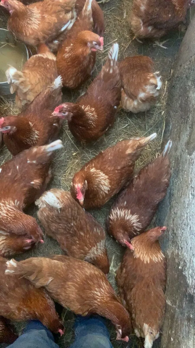 Savage laying hens - Image 4