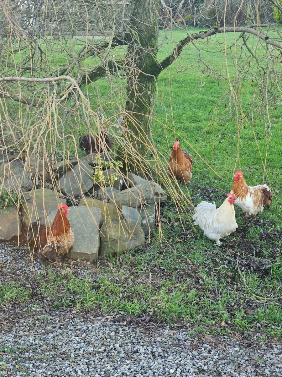 Bantam cockerells - Image 1