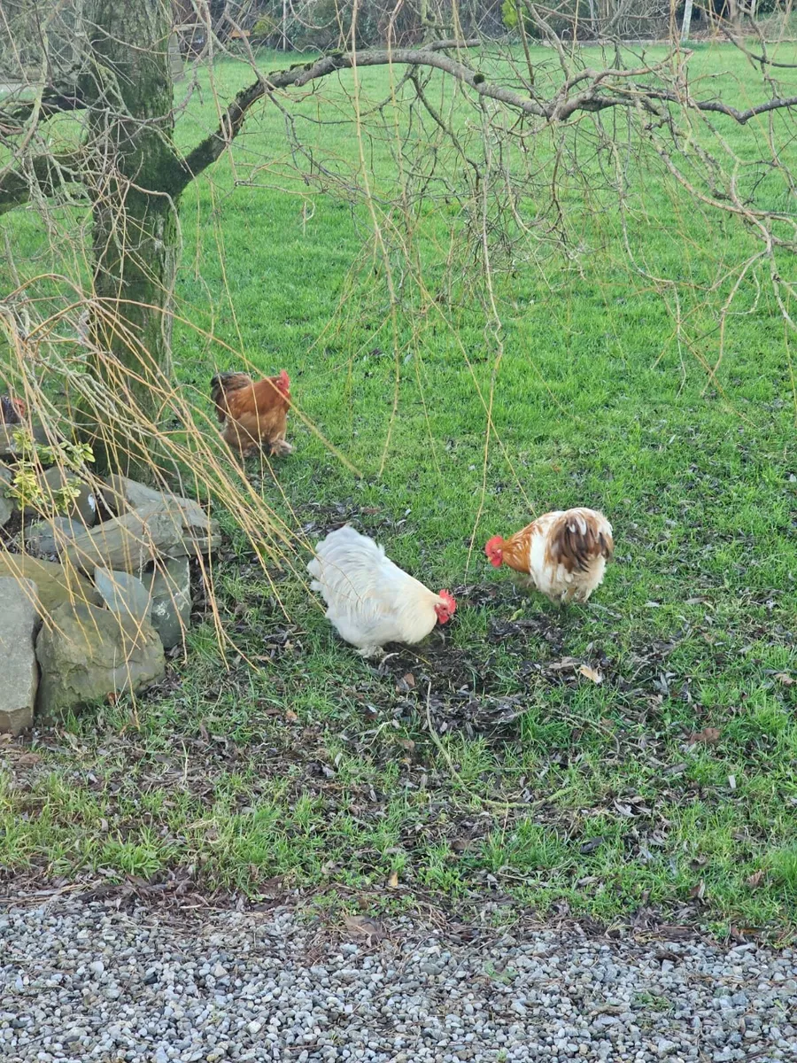 Bantam cockerells - Image 3