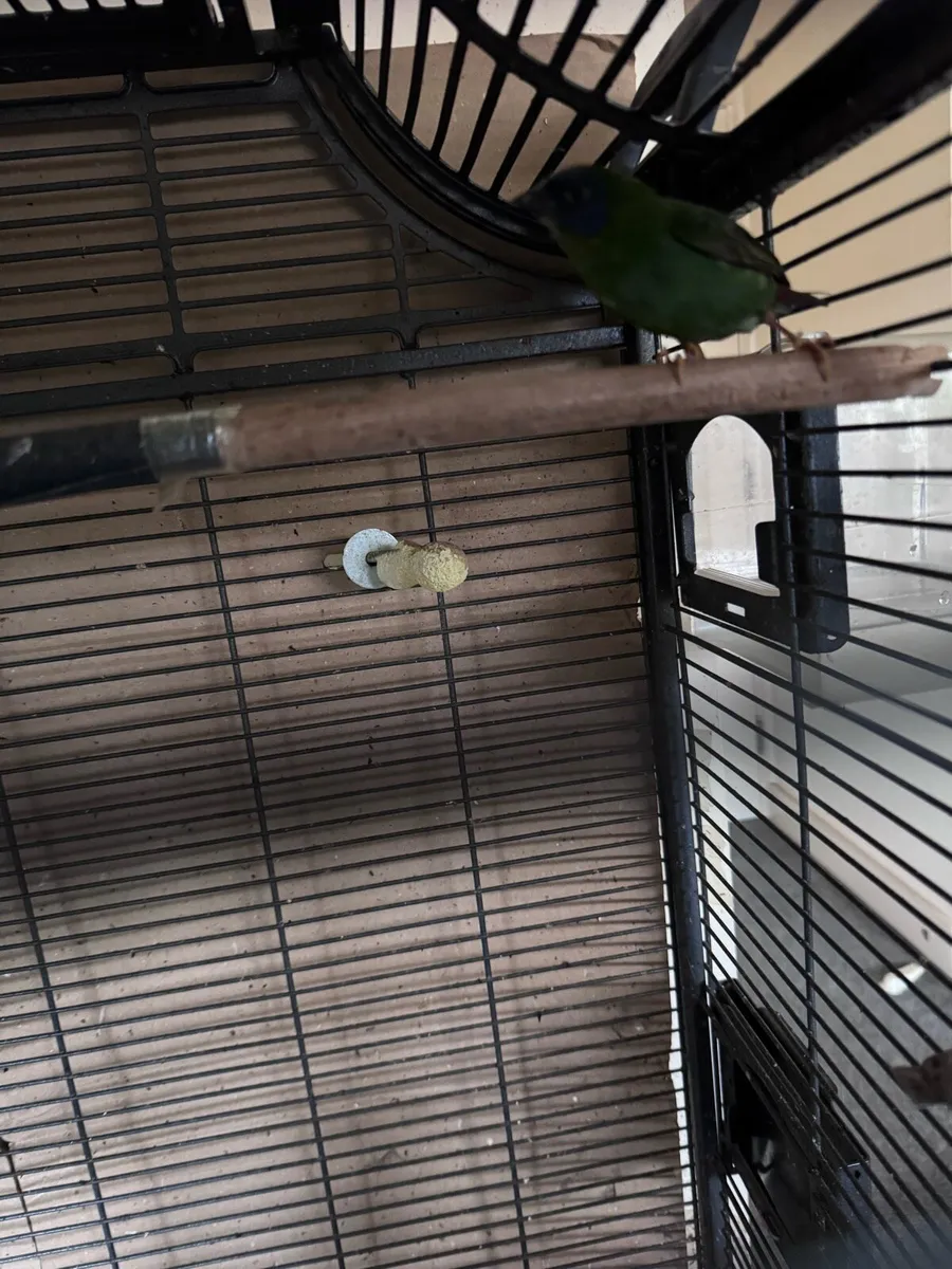 Blue face parot finch - Image 3