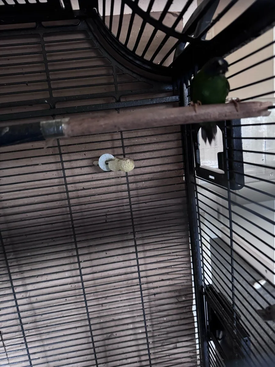 Blue face parot finch - Image 4