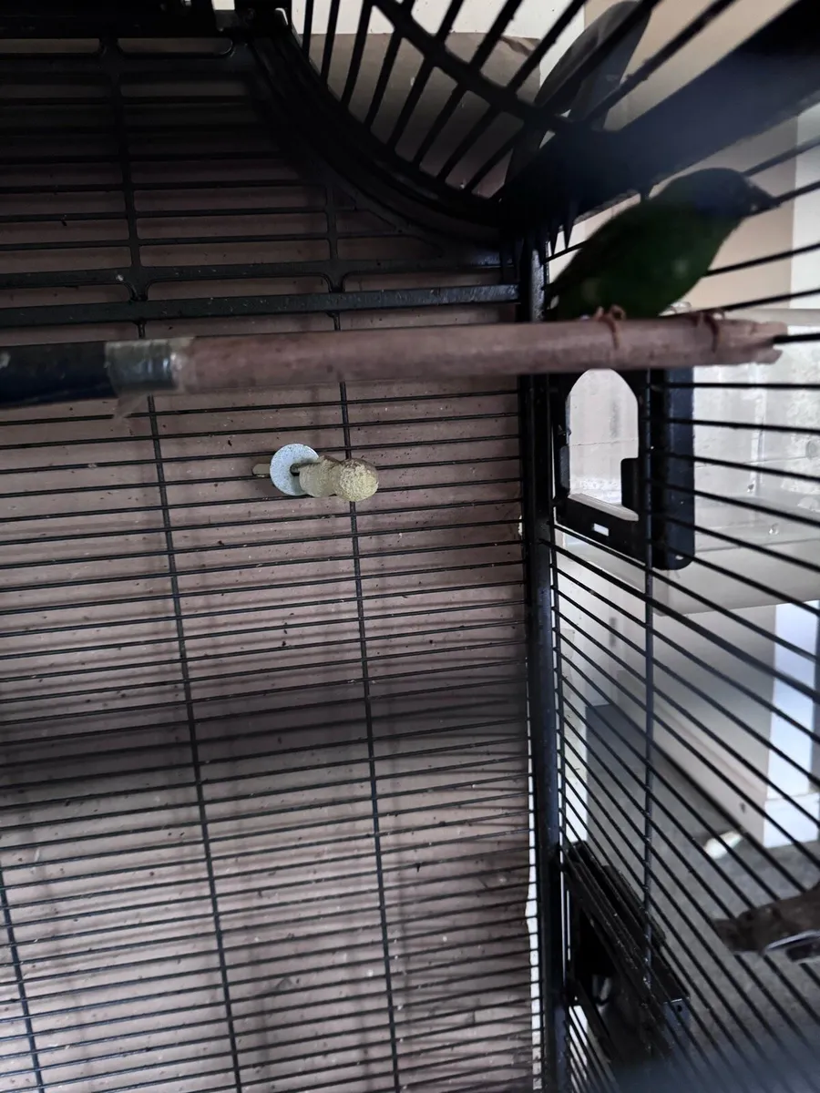 Blue face parot finch - Image 2