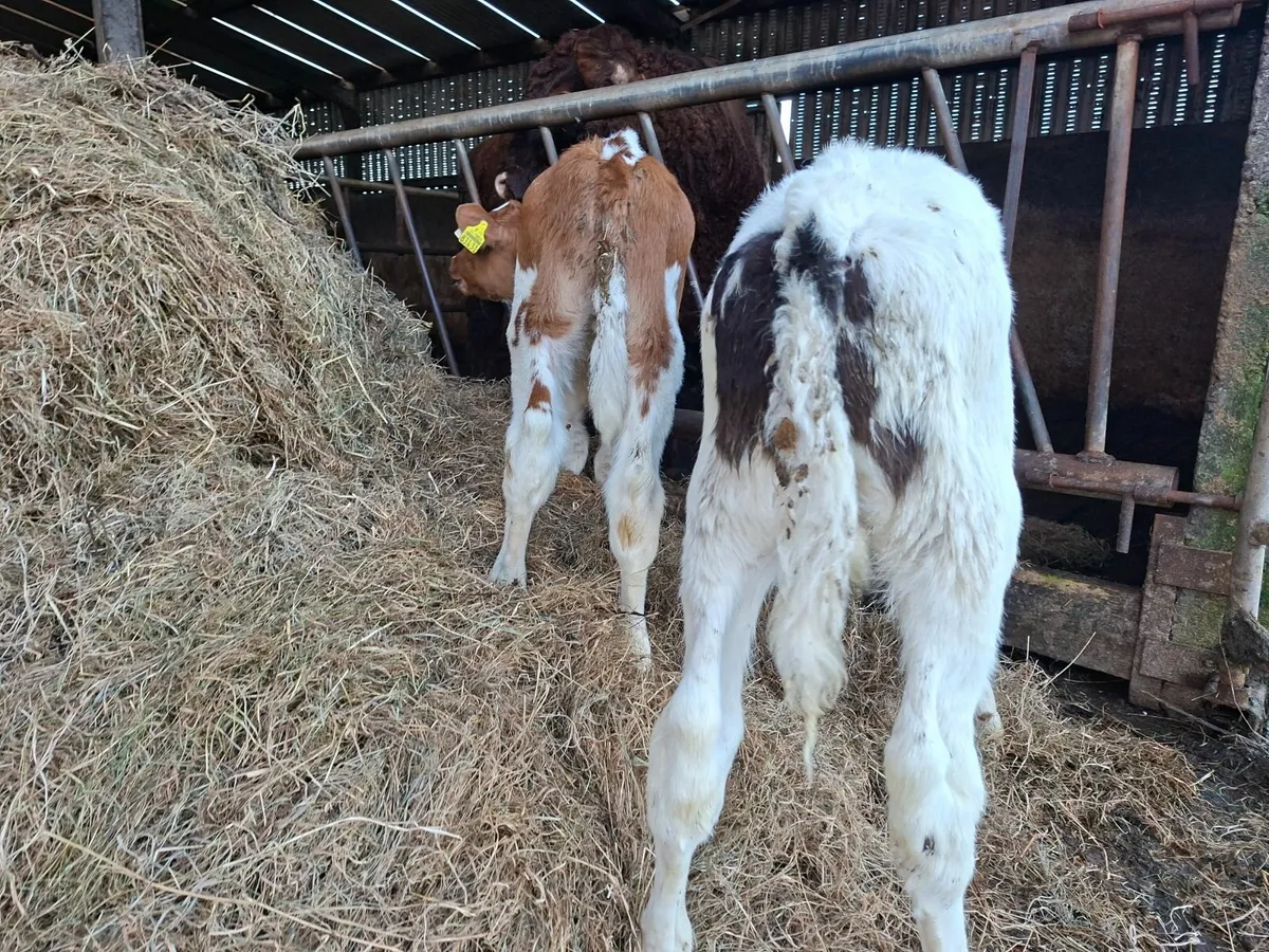British Friesan Bull Calves - Image 2