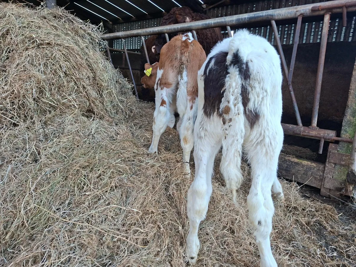 British Friesan Bull Calves - Image 4