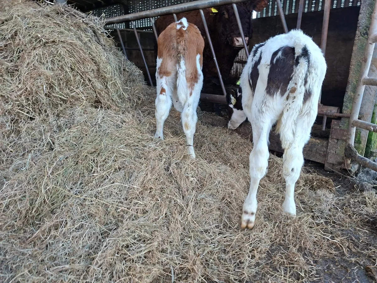 British Friesan Bull Calves - Image 1