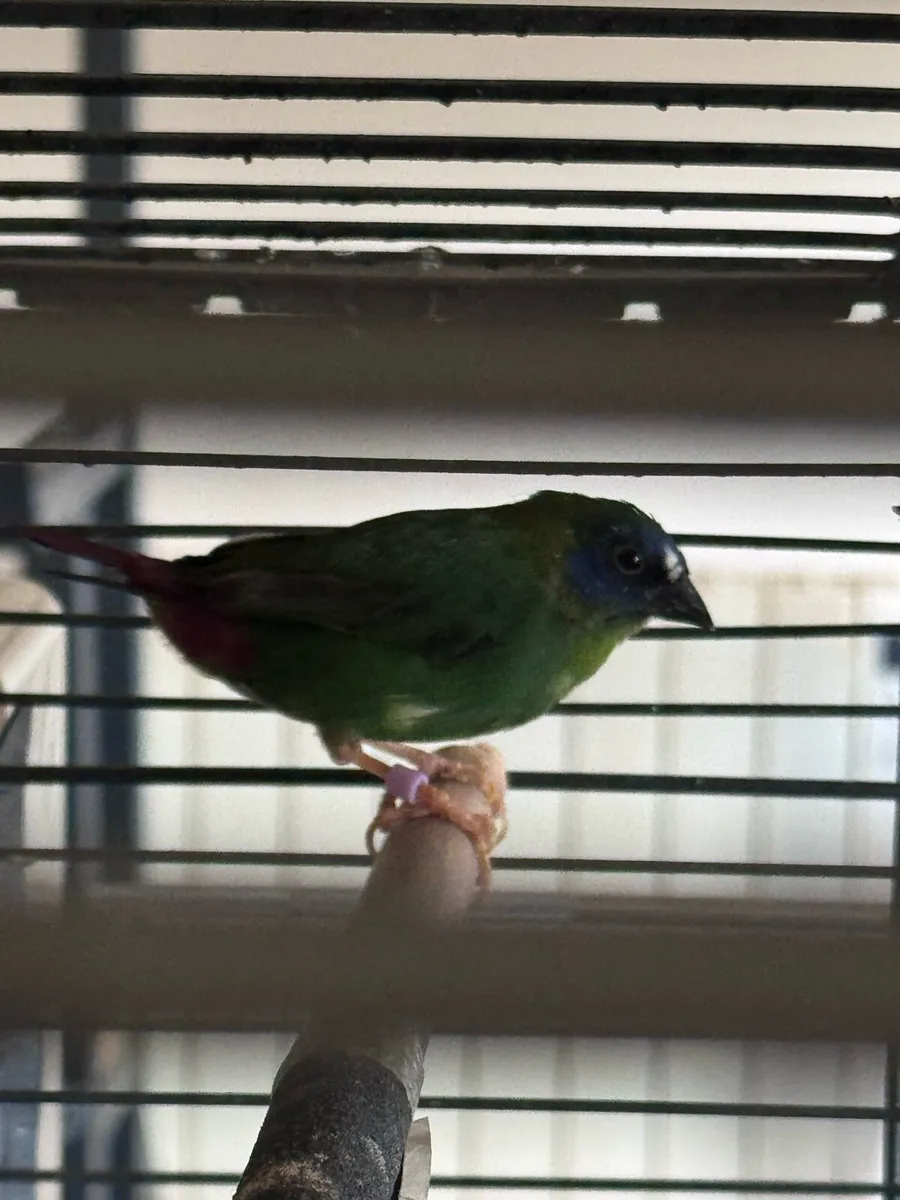 Blue face parot finch - Image 1