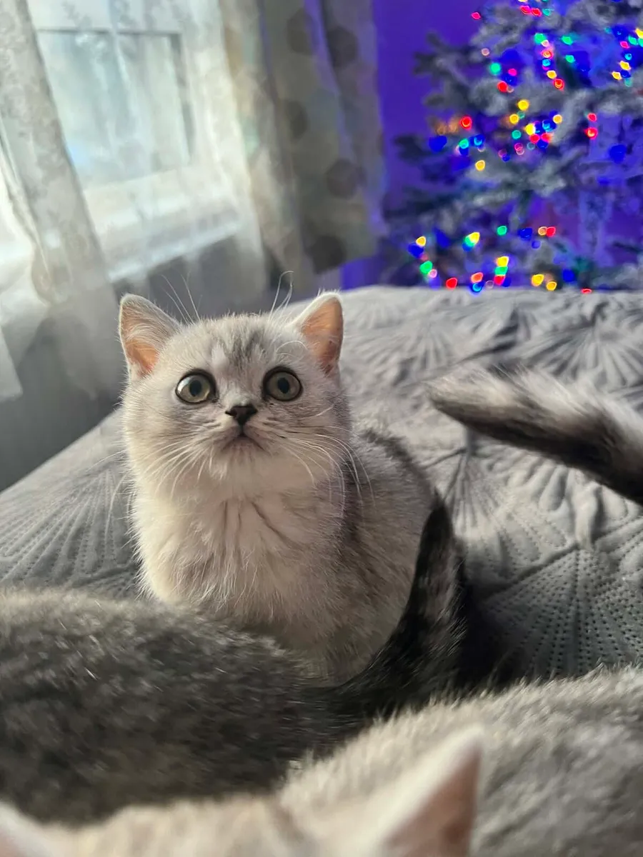 British shorthair kittens - Image 2